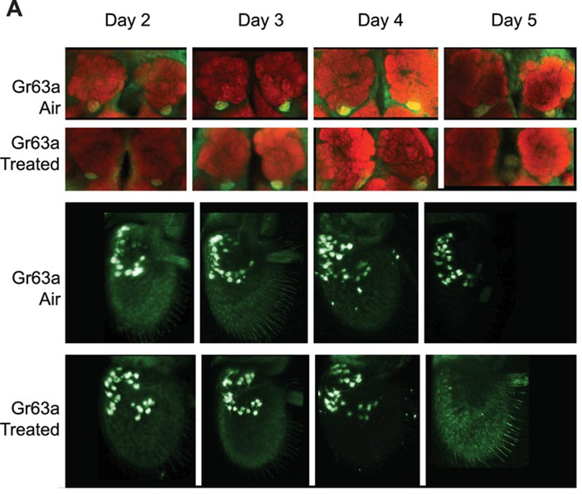 Gli effetti del diacetile su antenne e cervello di Drosophila Melanogaster dopo 2,3,4,5 giorni di esposizione. Foto di elifesciences.org